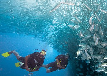 Study for a Diploma in Professional Scuba Instruction | Dive HQ Westhaven