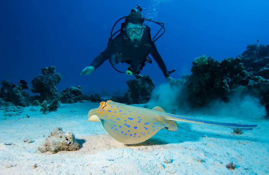 PADI Divemaster Course | Diver with Stingray | Dive HQ Westhaven