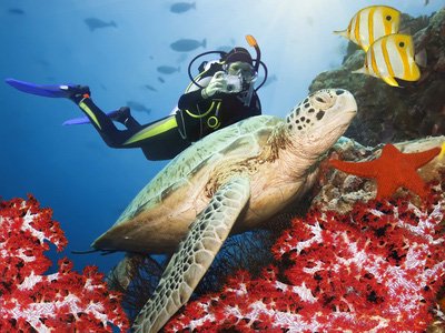 Study for a National Certificate in Diving – Foundation Level 3 | Dive HQ Westhaven