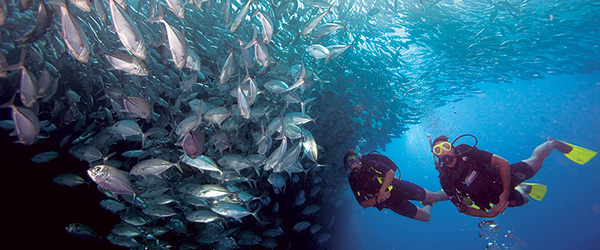 Divemaster Diving Course | Dive HQ Westhaven